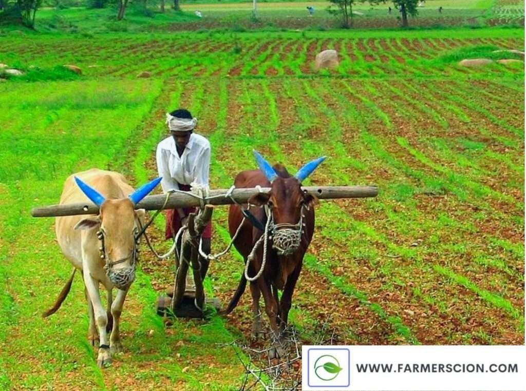 organic farming in India