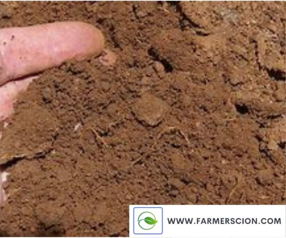 Sandy Soil for Agriculture- Farmer Scion