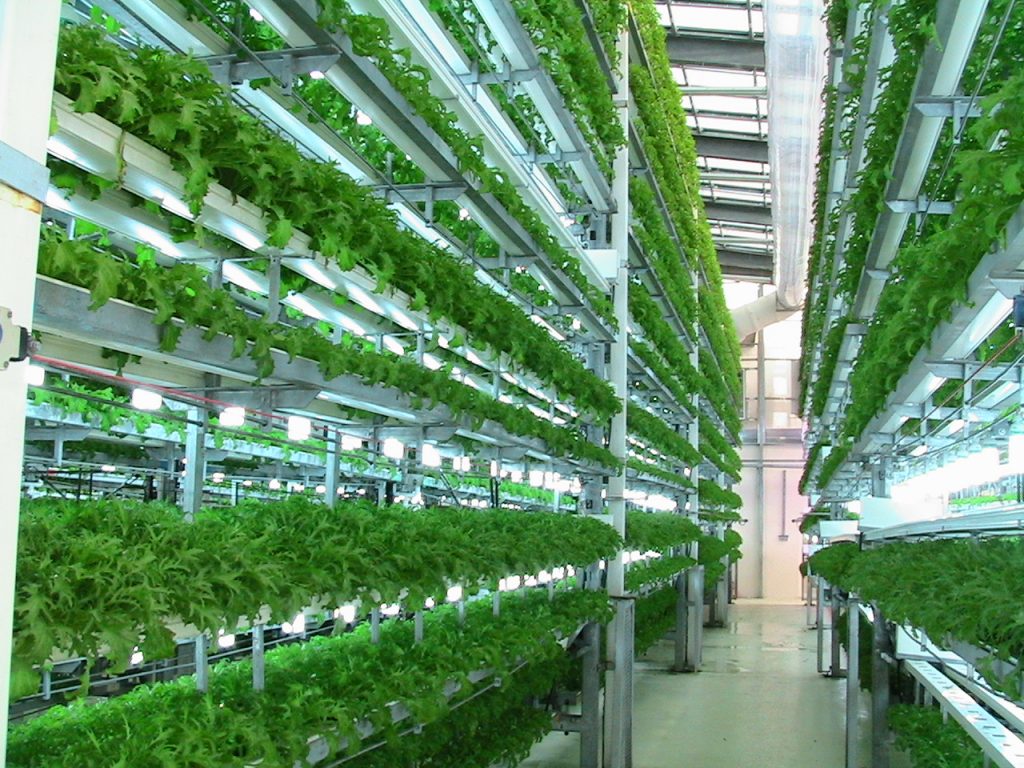 Aeroponic farming | Farmer Scion