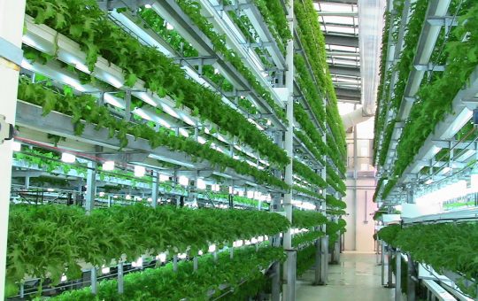 Aeroponic farming | Farmer Scion