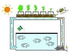 What is Aquaponics? | Farmer Scion