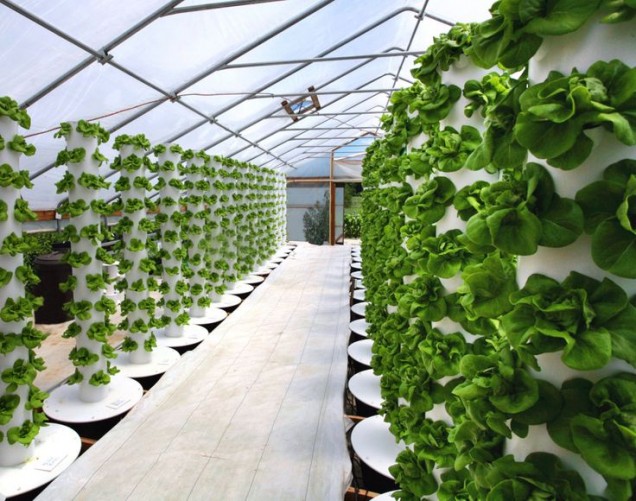 Aeroponic Farming Technology | Farmer Scion