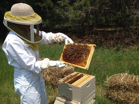 Type of animal husbandry- bee farming