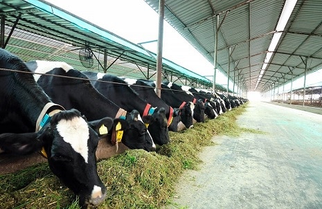Type of animal husbandry- dairy farming