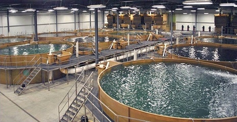 Type of animal husbandry- fish farming