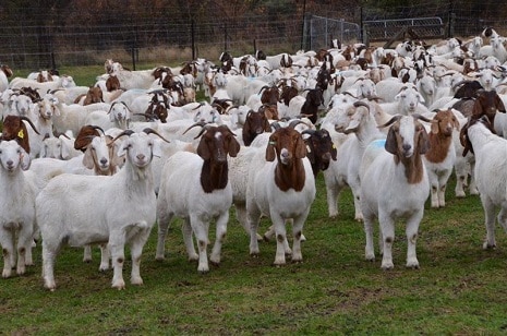 Type of animal husbandry- goat farming