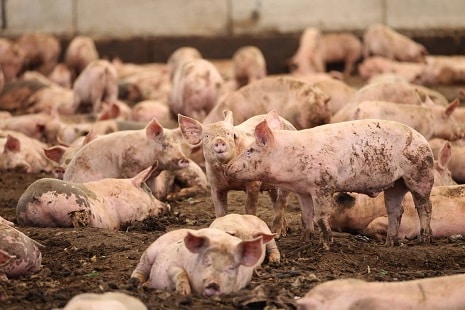 Type of animal husbandry- pig farming