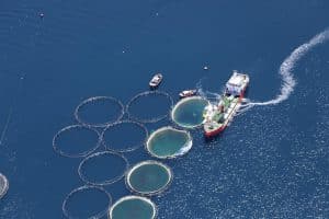 Cage Or Pen Pond Fish Farming