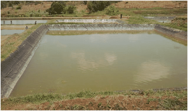 Pond Fish Farming