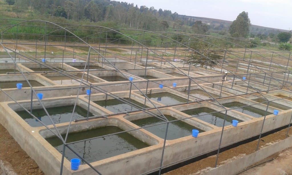 concrete pond fish farming